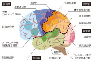 脳科学